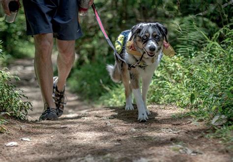 Do dogs on trails need to be leashed?